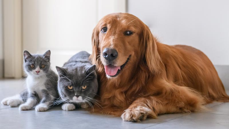 Dois gatos cinzentos e um cão castanho claro deitados